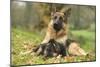 German Shepherd Adult with Puppy-null-Mounted Photographic Print