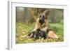 German Shepherd Adult with Puppy-null-Framed Photographic Print