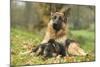 German Shepherd Adult with Puppy-null-Mounted Photographic Print