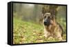 German Shepherd Adult-null-Framed Stretched Canvas