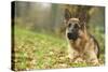 German Shepherd Adult-null-Stretched Canvas