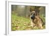 German Shepherd Adult-null-Framed Photographic Print