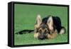 German Shepherd, Alsatian Dog Puppy Lying on Grass-null-Framed Stretched Canvas