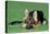German Shepherd, Alsatian Dog Puppy Lying on Grass-null-Stretched Canvas