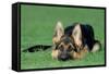 German Shepherd, Alsatian Dog Puppy Lying on Grass-null-Framed Stretched Canvas