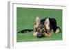 German Shepherd, Alsatian Dog Puppy Lying on Grass-null-Framed Photographic Print