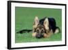 German Shepherd, Alsatian Dog Puppy Lying on Grass-null-Framed Photographic Print