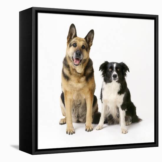 German Shepherd, Alsatian Dog with Border Collie-null-Framed Stretched Canvas