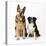 German Shepherd, Alsatian Dog with Border Collie-null-Stretched Canvas