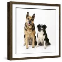 German Shepherd, Alsatian Dog with Border Collie-null-Framed Photographic Print