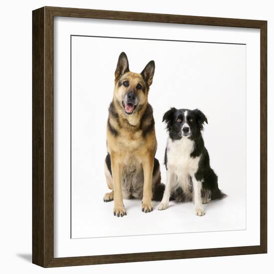 German Shepherd, Alsatian Dog with Border Collie-null-Framed Photographic Print