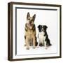 German Shepherd, Alsatian Dog with Border Collie-null-Framed Photographic Print