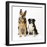 German Shepherd, Alsatian Dog with Border Collie-null-Framed Photographic Print