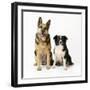 German Shepherd, Alsatian Dog with Border Collie-null-Framed Photographic Print