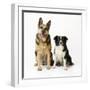 German Shepherd, Alsatian Dog with Border Collie-null-Framed Photographic Print