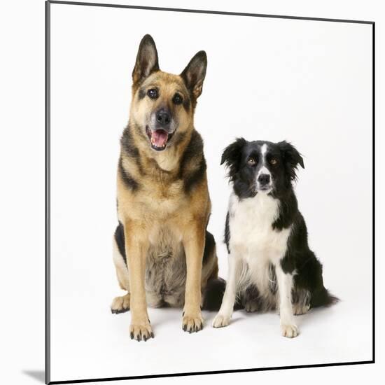 German Shepherd, Alsatian Dog with Border Collie-null-Mounted Photographic Print