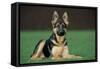 German Shepherd, Alsatian Dog Young Lying on Grass-null-Framed Stretched Canvas