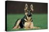 German Shepherd, Alsatian Dog Young Lying on Grass-null-Stretched Canvas