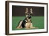 German Shepherd, Alsatian Dog Young Lying on Grass-null-Framed Photographic Print