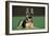 German Shepherd, Alsatian Dog Young Lying on Grass-null-Framed Photographic Print