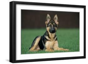 German Shepherd, Alsatian Dog Young Lying on Grass-null-Framed Photographic Print