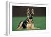 German Shepherd, Alsatian Dog Young Lying on Grass-null-Framed Photographic Print