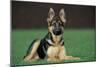 German Shepherd, Alsatian Dog Young Lying on Grass-null-Mounted Photographic Print