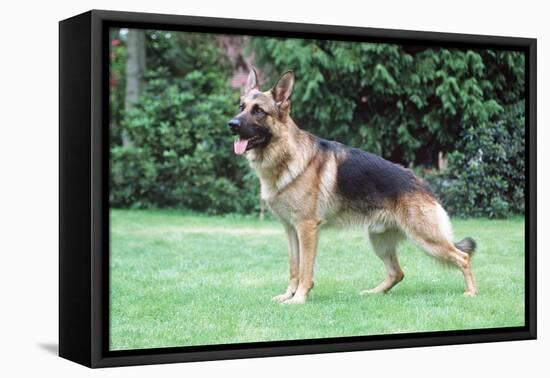 German Shepherd, Alsatian Dog-null-Framed Stretched Canvas