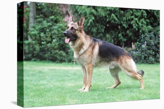 German Shepherd, Alsatian Dog-null-Stretched Canvas
