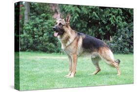 German Shepherd, Alsatian Dog-null-Stretched Canvas