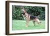 German Shepherd, Alsatian Dog-null-Framed Photographic Print