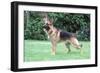 German Shepherd, Alsatian Dog-null-Framed Photographic Print