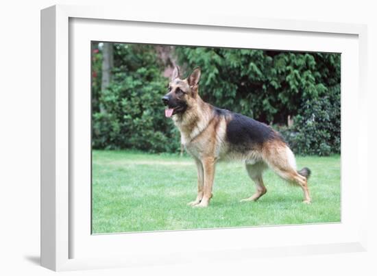German Shepherd, Alsatian Dog-null-Framed Photographic Print