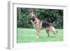 German Shepherd, Alsatian Dog-null-Framed Photographic Print