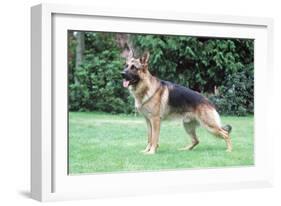 German Shepherd, Alsatian Dog-null-Framed Photographic Print