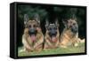 German Shepherd, Alsatian Dogs Three Lying Down Together-null-Framed Stretched Canvas