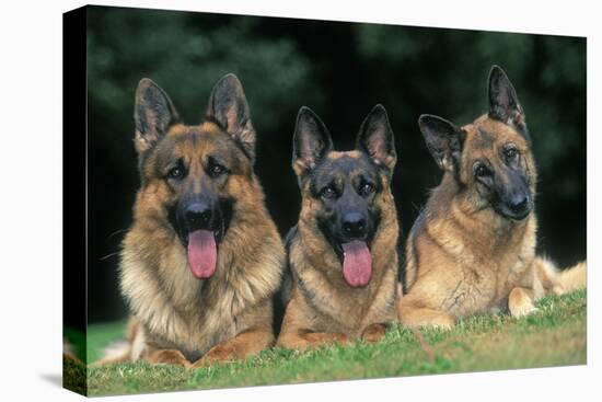 German Shepherd, Alsatian Dogs Three Lying Down Together-null-Stretched Canvas