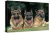 German Shepherd, Alsatian Dogs Three Lying Down Together-null-Stretched Canvas