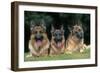 German Shepherd, Alsatian Dogs Three Lying Down Together-null-Framed Photographic Print