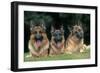 German Shepherd, Alsatian Dogs Three Lying Down Together-null-Framed Photographic Print