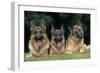 German Shepherd, Alsatian Dogs Three Lying Down Together-null-Framed Photographic Print