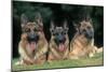 German Shepherd, Alsatian Dogs Three Lying Down Together-null-Mounted Photographic Print