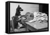 German Shepherd at a Typewriter-null-Framed Stretched Canvas