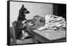 German Shepherd at a Typewriter-null-Framed Stretched Canvas