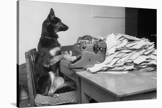 German Shepherd at a Typewriter-null-Stretched Canvas