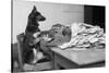German Shepherd at a Typewriter-null-Stretched Canvas