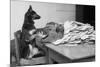 German Shepherd at a Typewriter-null-Mounted Photographic Print