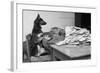 German Shepherd at a Typewriter-null-Framed Photographic Print