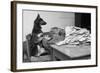 German Shepherd at a Typewriter-null-Framed Photographic Print