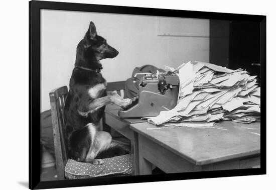 German Shepherd at a Typewriter-null-Framed Photographic Print